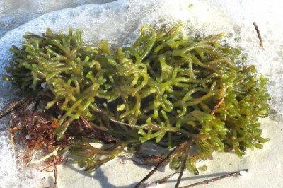 Cây Rong đại bò - Codium repens (Cronan) Vickers