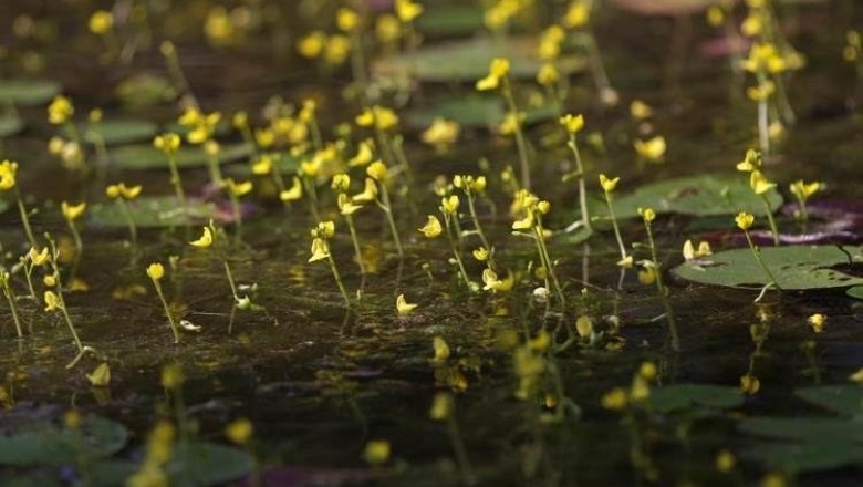 Cây Rong ly hoa vàng, Nhĩ cán vàng - Utricularia aurea Lour. (U. flexuosa Vahl)
