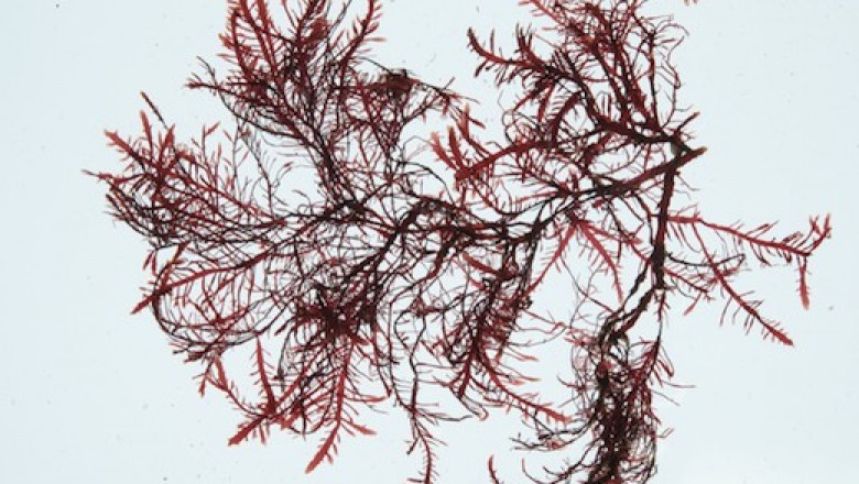 Cây Rong thạch, Thạch hoa thái - Gelidium amansii (Lamour.) Lamour