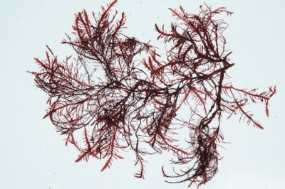 Cây Rong thạch, Thạch hoa thái - Gelidium amansii (Lamour.) Lamour