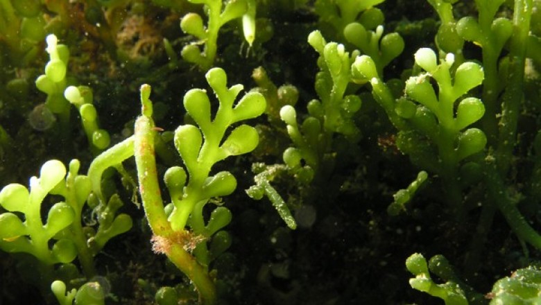 Cây Rong guột chùm, Rong cầu lục chùm - Caulerpa racemosa (Forssk.) J. Agardh