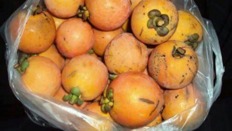 Cây Roi mật, Gỏi - Garcinia ferrea Pierre