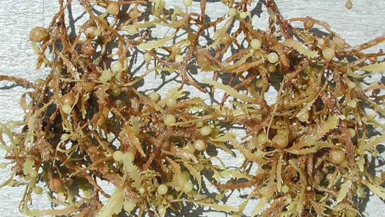 Cây Rong mơ mềm, Rong lá mơ mềm - Sargassum tenerrimum J. Agardh