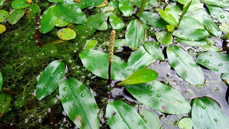 Cây Rong mắt, Mục tử thái, Giang thảo riêng biệt - Potamogeton distinctus A. Benn