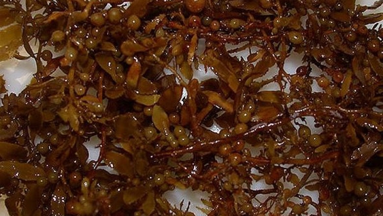Cây Rong mơ - Sargassum henslowianum J. Agardh