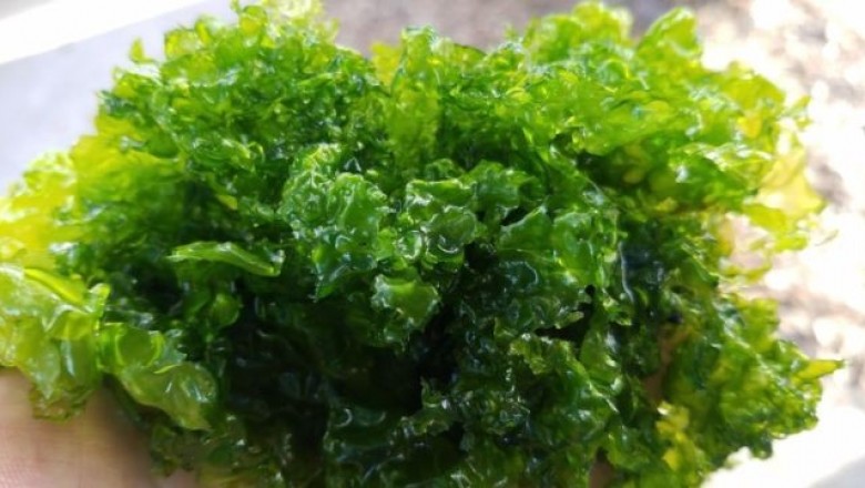 Cây Rong cải biển nhăn, Rau diếp biển - Ulva lactuca L