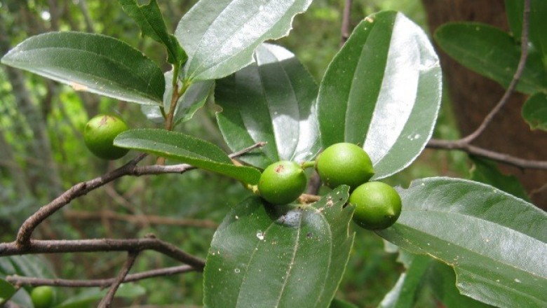 Cây Riều, Sếu hôi - Celtis cinnamomea Lindl., ex Plauch