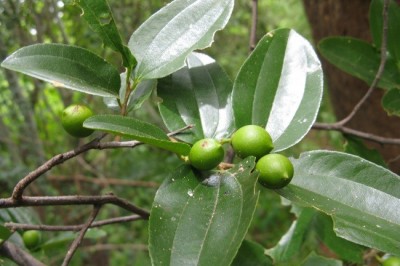 Cây Riều, Sếu hôi - Celtis cinnamomea Lindl., ex Plauch