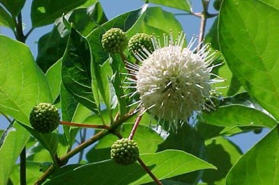 Cây Rì rì lớn lá, Rì rì bông gáo - Cephalanthus stellatus Lour. (C. angustifolius Lour., Nauclea stellata Wall.)