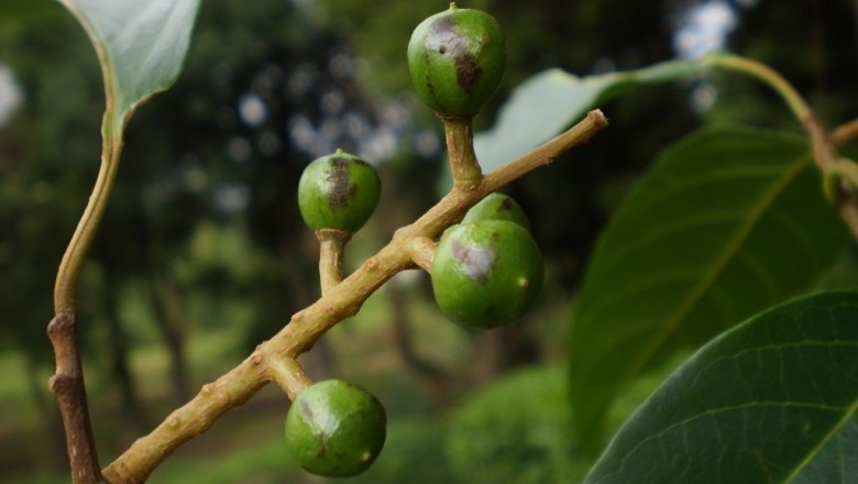 Cây Rẹp - Prunus ceylanica (Wight) Miq