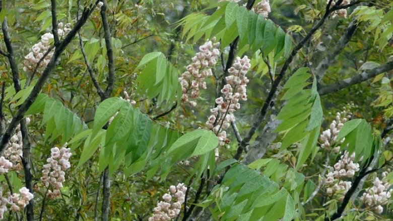 Cây Rết nây Trung Quốc, Chung ngạc mộc - Bretschneidera sinensis Hemsl