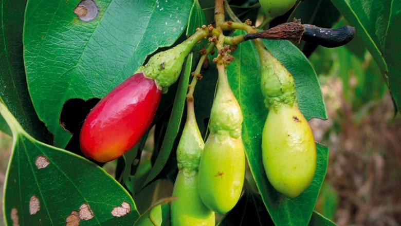Cây Re mới lá có đuôi - Neocinnamomum caudatum (Nees) Merr. (N. poilanei H. Liou, N. yunnanensis H. Liou)