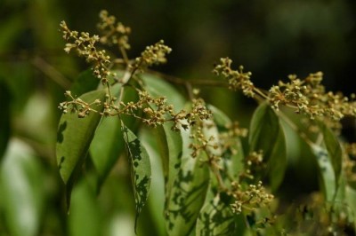 Cây Re mới Lecomte, Re Lecomte - Neocinnamomum lecomtei H. Liou (N. Hainanianum Allen)