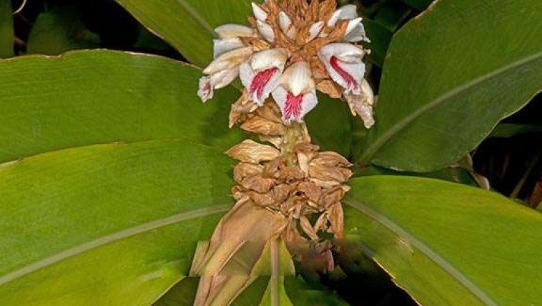 Cây Riềng bẹ - Alpinia bracteata Roxb