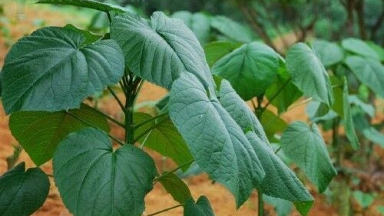 Cây Rau bánh lái, Rau tai voi - Pentaphragma sinnese Hemsl et Wils