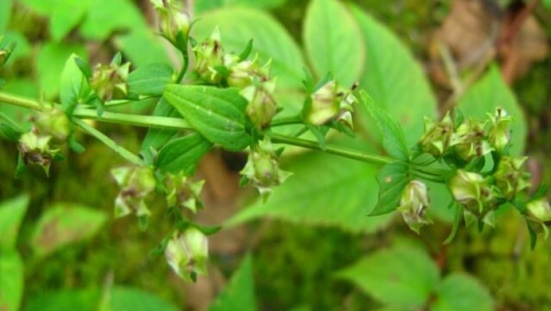 Cây Rau răng hoẵng đẹp, Mỹ lệ chương nha thái, Hoạt đẹp - Swertia pulchella (D.Don) Buch - Ham  (S. angustifolia Buch - Ham var pulchella (Buch - Ham) Burkill)