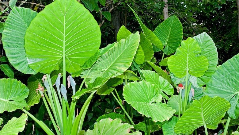 Cây Ráy, Hải vu - Alocasia macrorrhiza (L.) Schott (Caladium odorum Lindl.; Colocasia odora Brongu.)