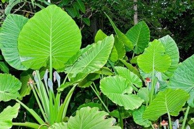 Cây Ráy, Hải vu - Alocasia macrorrhiza (L.) Schott (Caladium odorum Lindl.; Colocasia odora Brongu.)