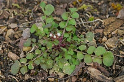 Cây Rau tề tấm - Cardamine hirsuta L