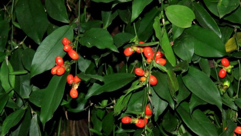 Cây Ráy leo Trung Quốc, Thạch cam tử - Pothos chinensis (Raf.) Merr (P. yunanensis Engl.)