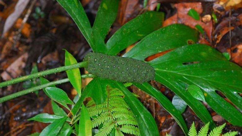Cây Ráy gai, Mớp gai, Chóc gai - Lasia spinosa (L.) Thw. (Dracontium spinosum L.)