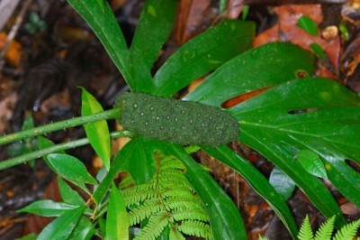 Cây Ráy gai, Mớp gai, Chóc gai - Lasia spinosa (L.) Thw. (Dracontium spinosum L.)