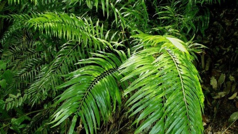 Cây Rau vi lá dừa, Ráng ất minh Vachell, hoa nam tử ki - Osmunda vachellii Hook