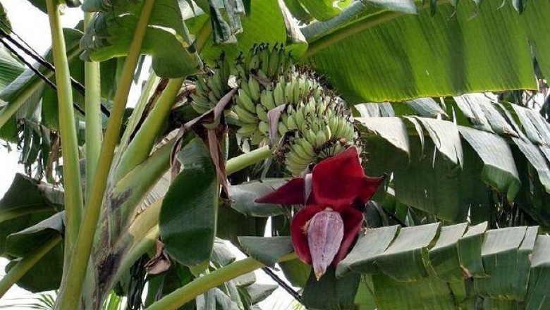 Bài thuốc từ Hoa chuối chữa đau dạ dày