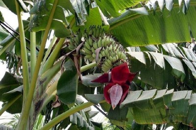 Bài thuốc từ Hoa chuối chữa đau dạ dày