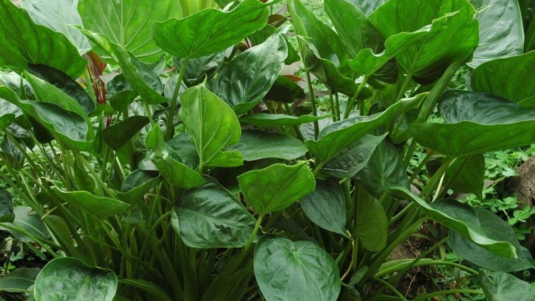 Cây Ráy đuôi nhọn, Ráy túi - Alocasia cucullata (Lour.) Schott