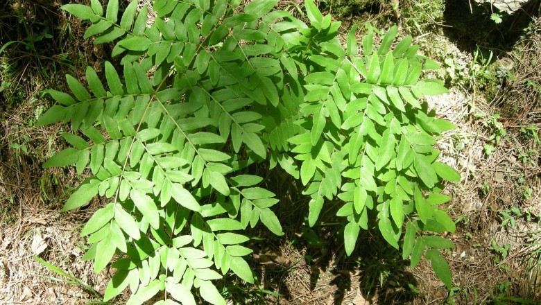 Cây Rau vi - Osmunda japonica Thunb