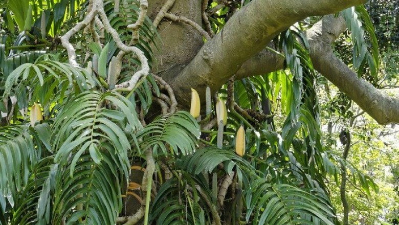 Cây Ráy leo lá rách, Cây đuôi phượng, Loong tơ uyn - Rhaphidophora decursiva (Roxb.), Schott (Pothos decursiva Roxb.)