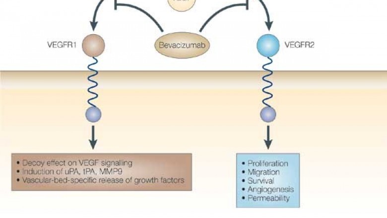 Liệu pháp chống quá trình tạo mạch máu (Anti – angiogenesis) trong điều trị ung thư