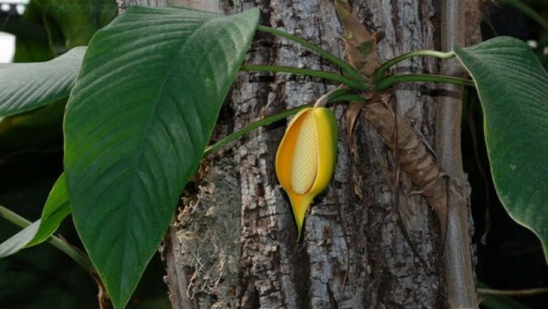 Cây Ráy leo lá lớn, Trâm đài, Co ngom - Rhaphidophora hookeri Schott