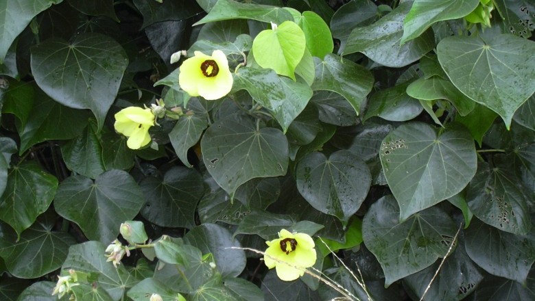 Cây Tra làm chiếu - Hibiscus tiliaceus L