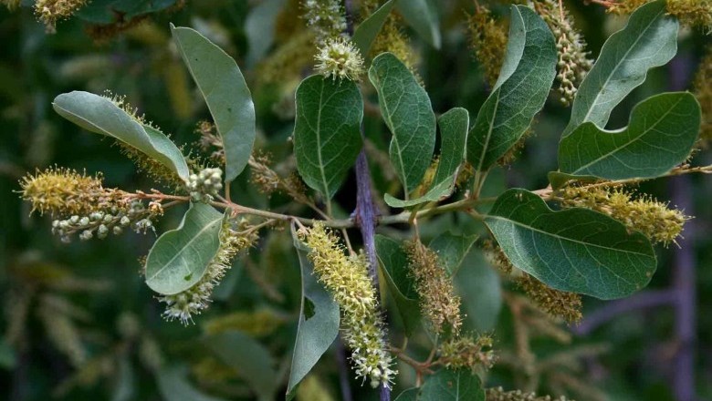 Cây Trâm bầu ba lá, Chưn bầu ba lá - Combretum trifoliatum Vent