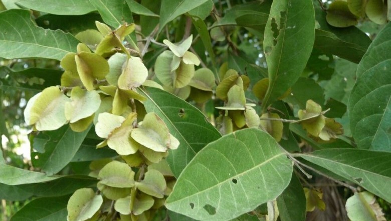 Cây Trâm bầu, Chưn bầu, Chưng bầu, Tim bầu, Săng kê, Song re - Combretum qualrangulare Kurz