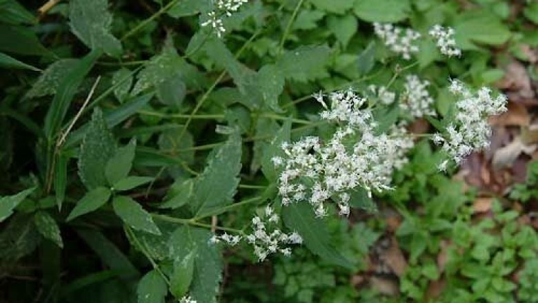 Cây Trạch lan Trung Quốc, Yên bạch Trung Quốc - Eupatorium chinensis L