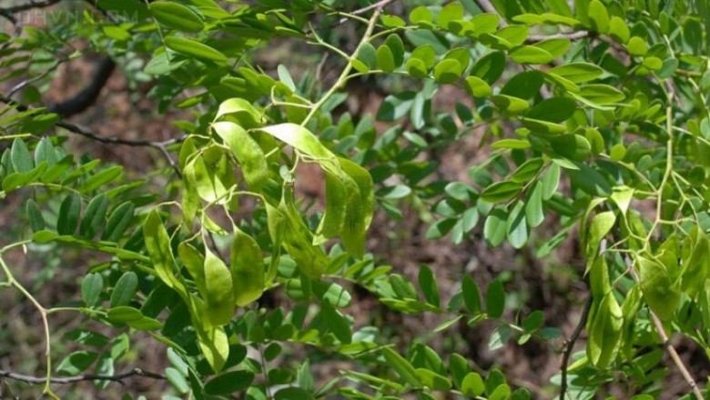 Cây Trắc Vân nam, Trắc lải - Dalbergia yunnanensis Franch