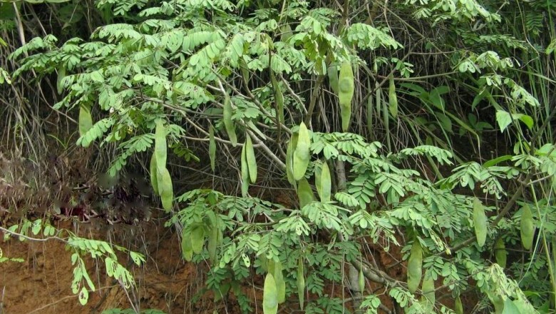 Cây Trắc lá bẹ - Dalbergia stipulacea Roxb
