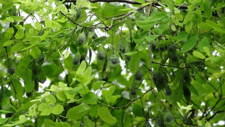 Cây Trắc mũi giáo, Trắc lá mác, Trắc hoa to, Bạt ong - Dalbergia lanceolaria L. f