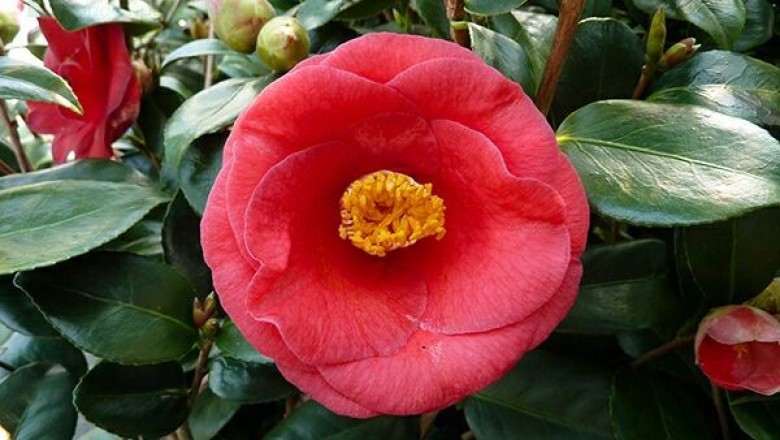 Cây Trà hoa Nhật, Sơn trà hoa - Camellia japonica L