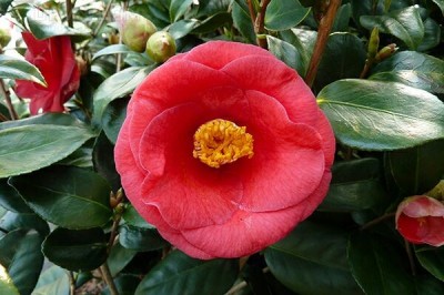 Cây Trà hoa Nhật, Sơn trà hoa - Camellia japonica L