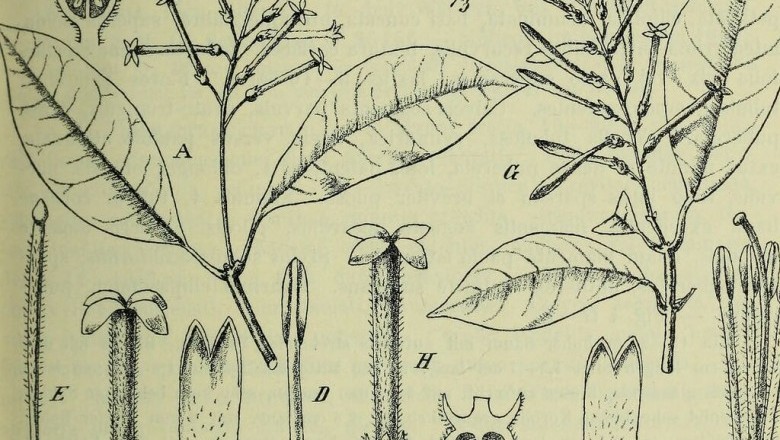 Cây Trà gỗ - Polyosma mutabilis King
