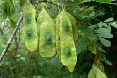 Cây Trắc nhiều thể nhị, Sóng lá - Dalbergia polyadelpha Prain