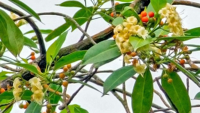 Cây Trai - Fagraea fragrans Roxb