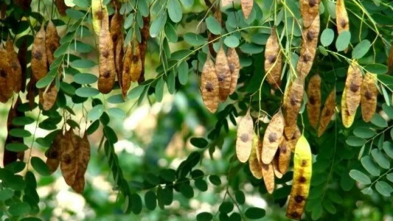 Cây Trắc Balansa - Dalbergia balansae Prain