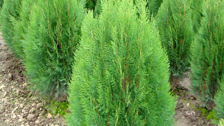 Cây Trắc bách, Trắc bá - Platycladus orientalis (L.) Franco (Thuja orientalis L., Biota orientalis (L.) Endl.)