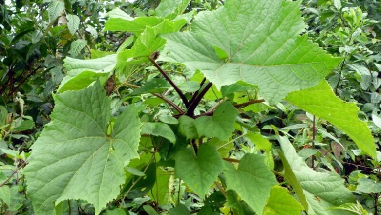 Cây Tô sơn lá có răng. Thao lý mộc, Lạn nê thu - Torricellia angulata Oliv. var. intermedia (Harms) Hu