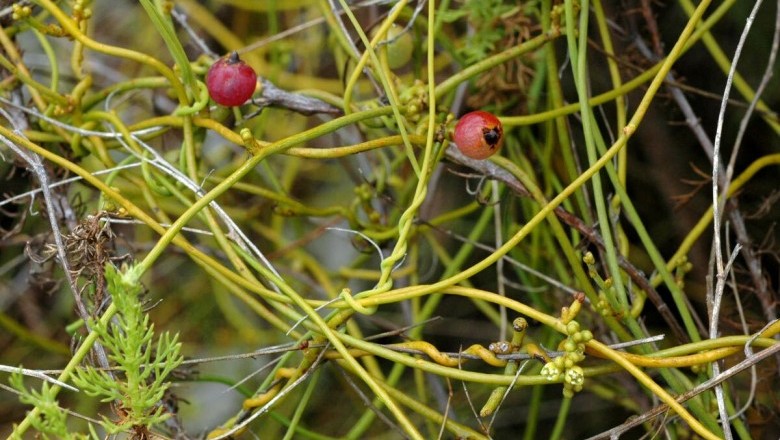Cây Tơ xanh, Tơ hồng xanh - Cassytha filiformis L